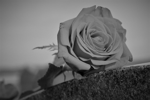 cemetary-rose-g7545c386d_1920.jpg